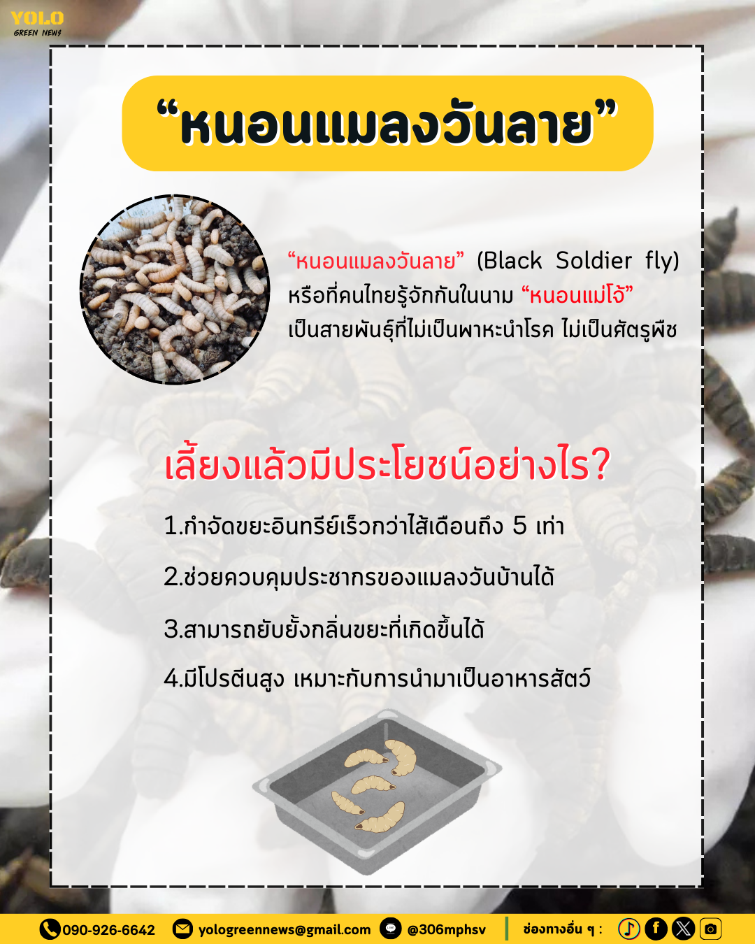 หนอนแมลงวันลาย