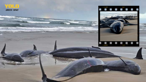 การรุณยฆาตวาฬเพชฌฆาตเทียม