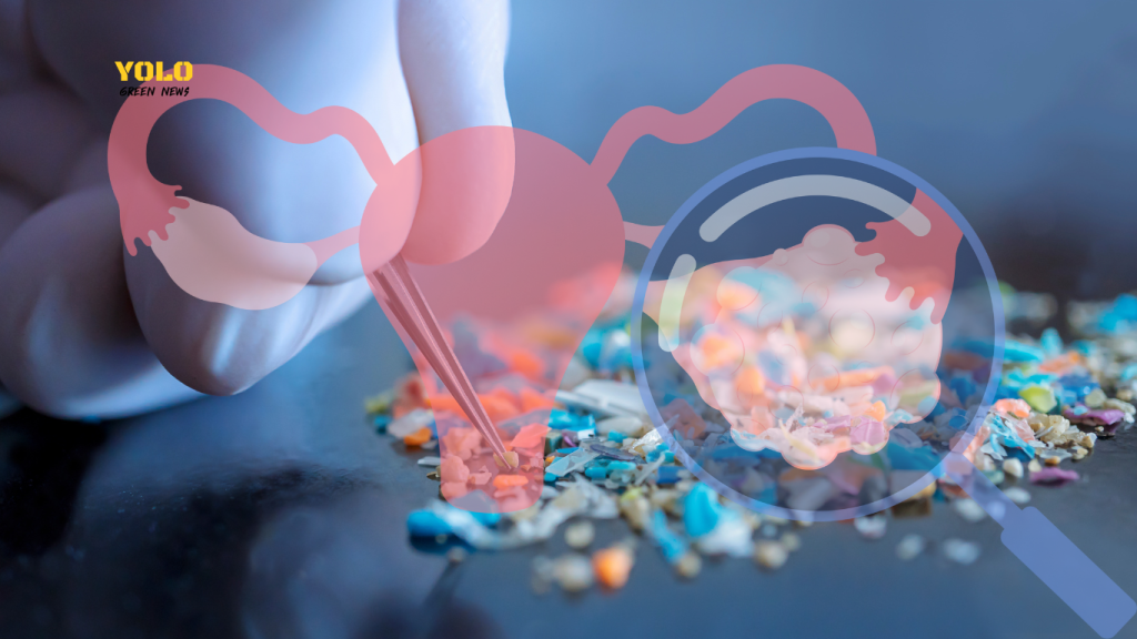 ไมโครพลาสติกในรังไข่